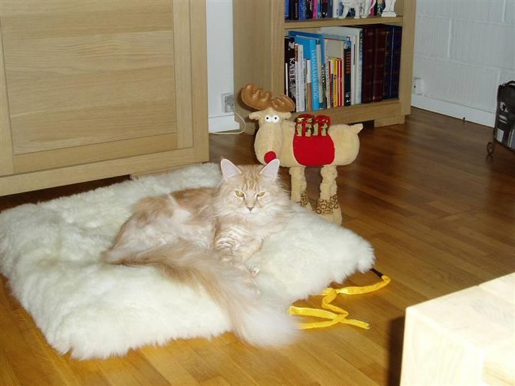 Maine Coon "gugger"  Superstar  - mig og Rudolph jul 2007 billede 5