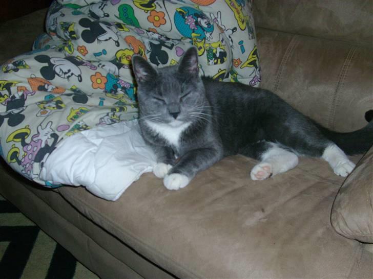 Huskat dølle billede 1