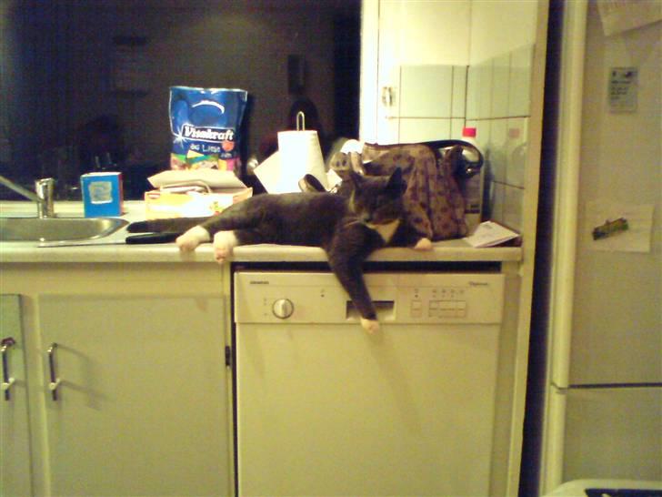 Huskat dølle billede 2