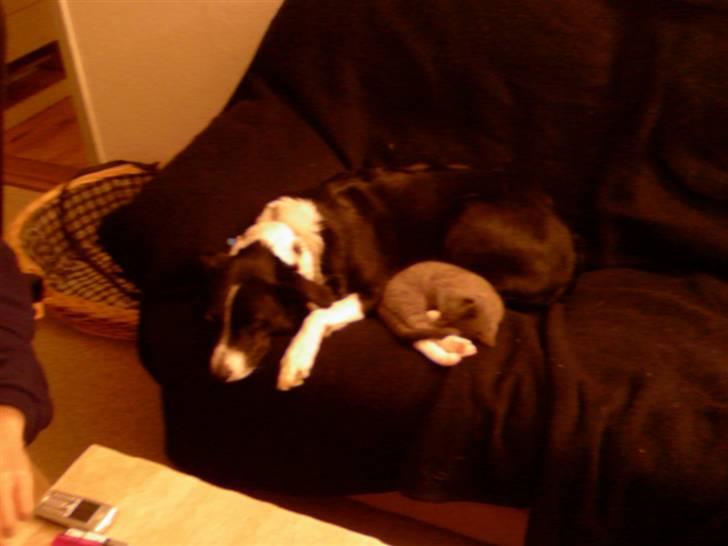 Huskat dølle - dølle som killing sammen med tikki billede 3