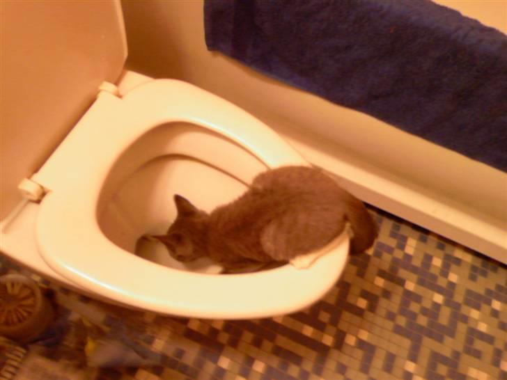 Huskat dølle - ja hvis man er tørstig så er vand jo vand billede 5