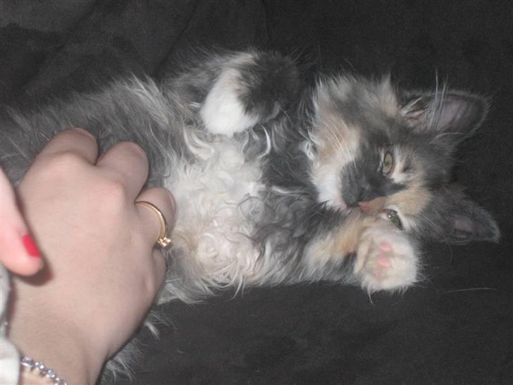 Norsk Skovkat Mini billede 14