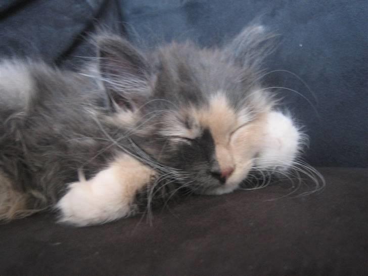 Norsk Skovkat Mini billede 15