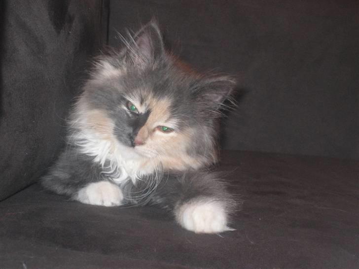 Norsk Skovkat Mini billede 16