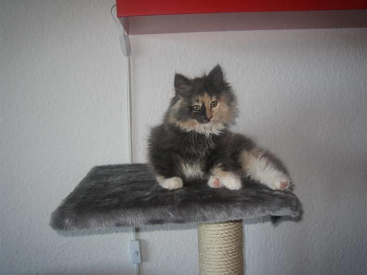 Norsk Skovkat Mini billede 17
