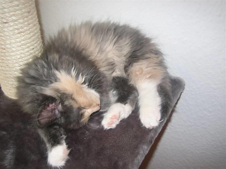 Norsk Skovkat Mini billede 18