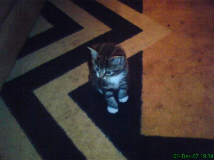 Huskat smølf R.I.P billede 1