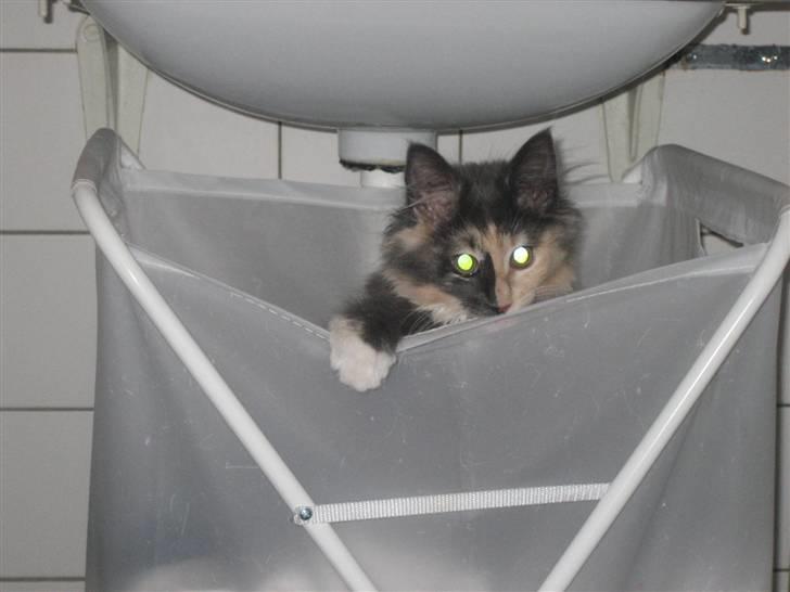 Norsk Skovkat Mini billede 19