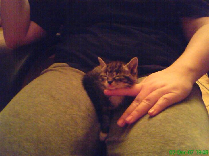 Huskat smølf R.I.P billede 2