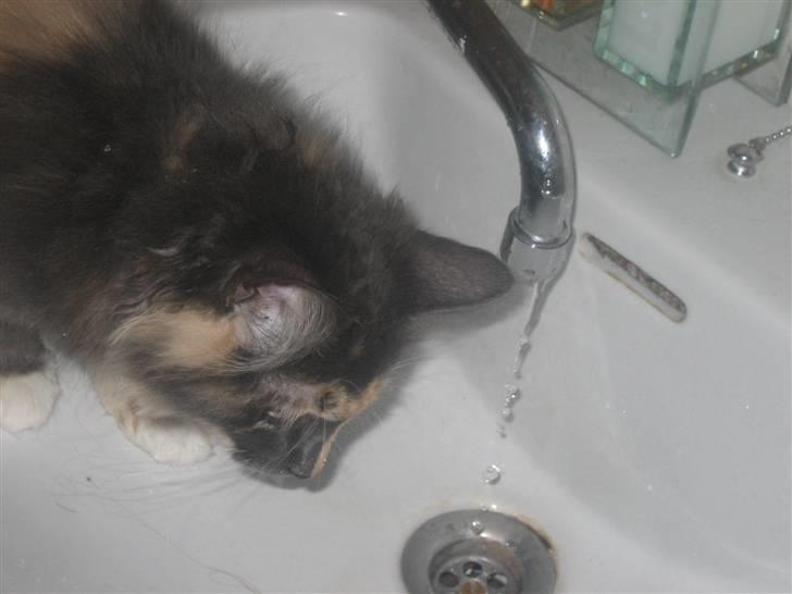 Norsk Skovkat Mini billede 20