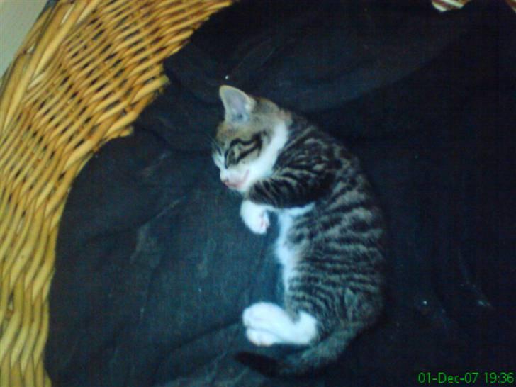 Huskat smølf R.I.P billede 3