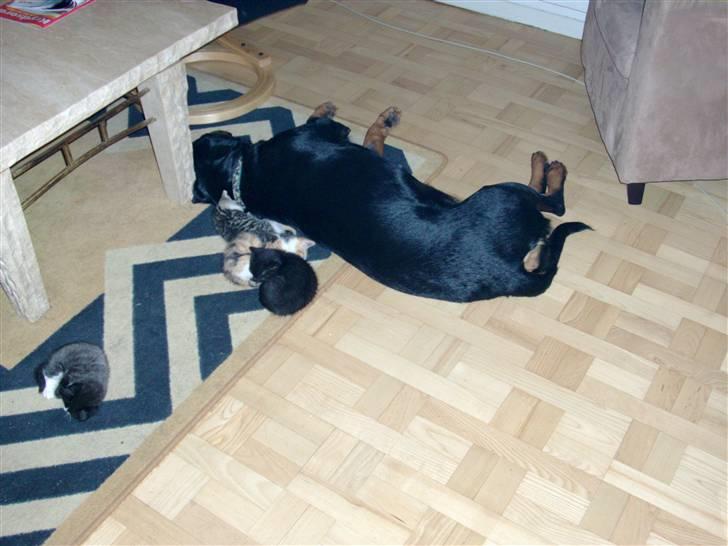 Huskat smølf R.I.P billede 4