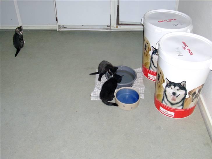 Huskat smølf R.I.P billede 6