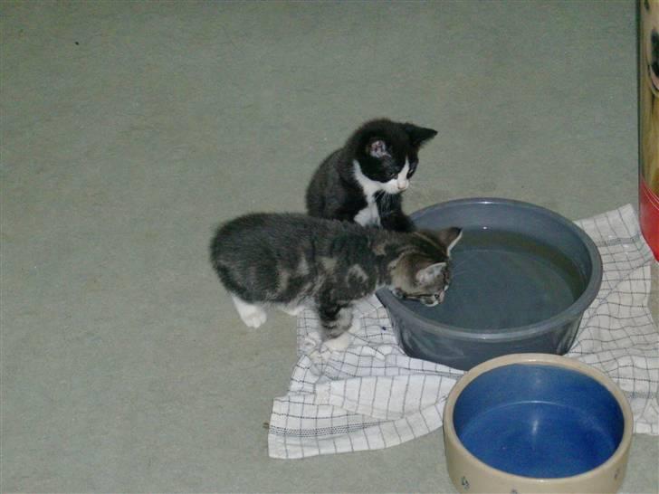 Huskat smølf R.I.P billede 7