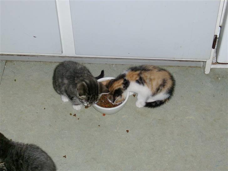 Huskat smølf R.I.P billede 8