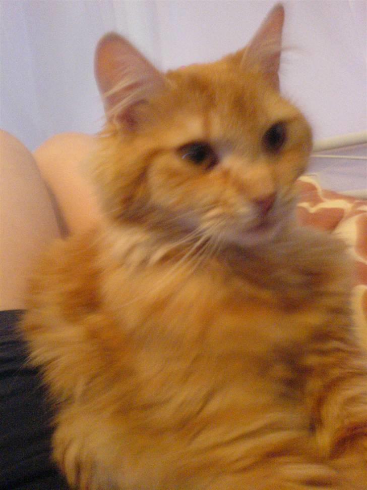 Blanding af racer Cherie *RIP* - Smukke katten.  billede 1