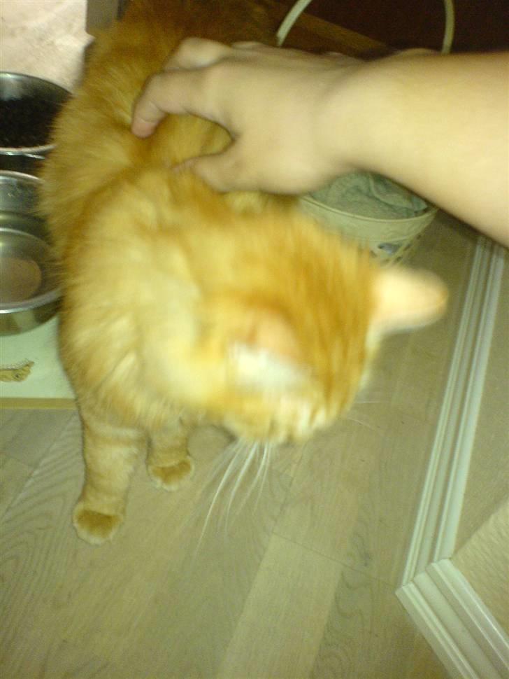 Blanding af racer Cherie *RIP* billede 2