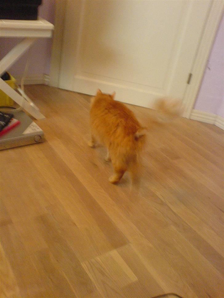 Blanding af racer Cherie *RIP* billede 3