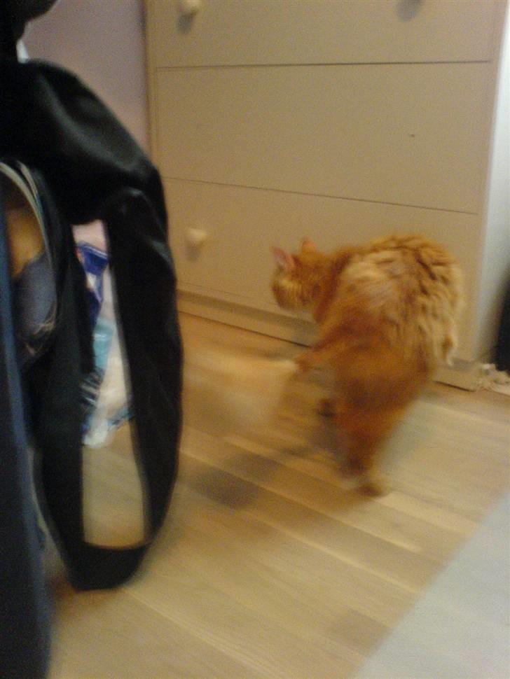 Blanding af racer Cherie *RIP* billede 4