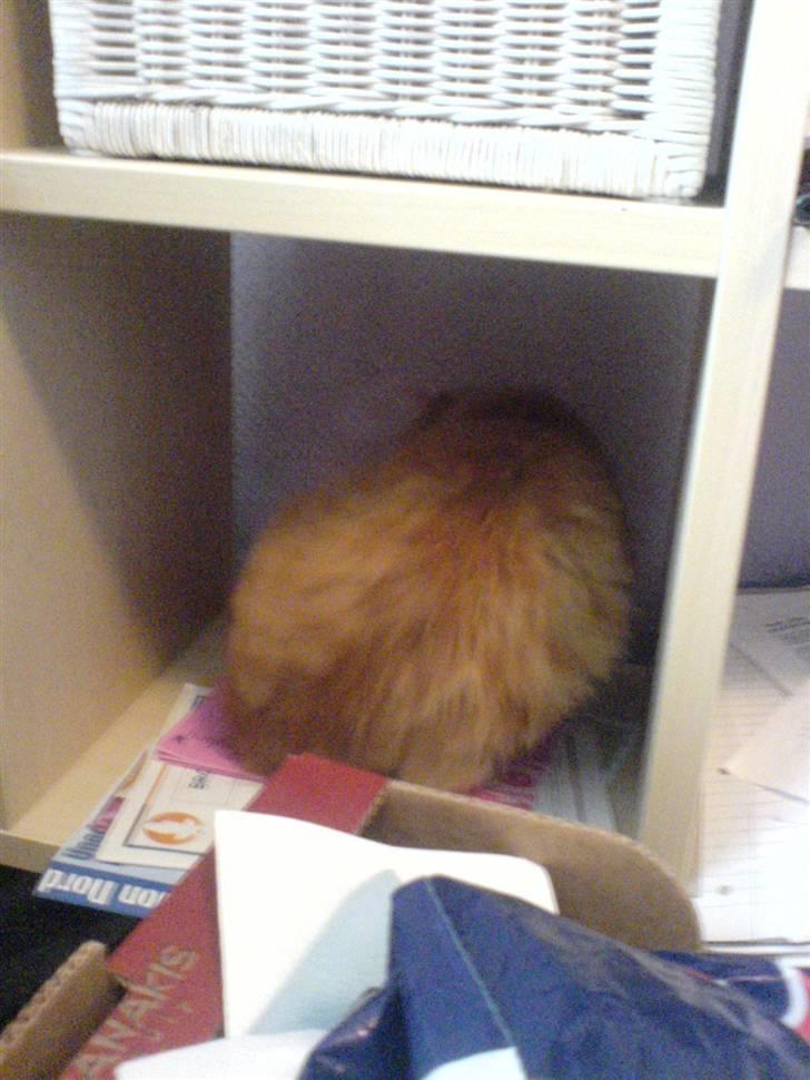 Blanding af racer Cherie *RIP* billede 5