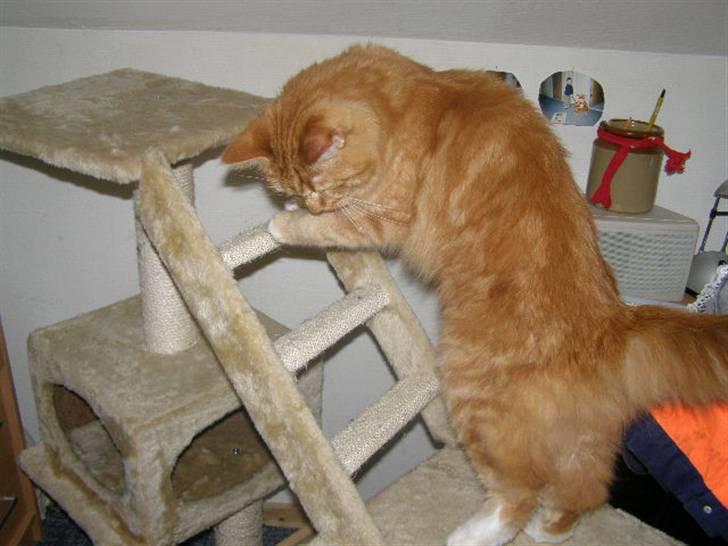 Maine Coon Balou billede 11