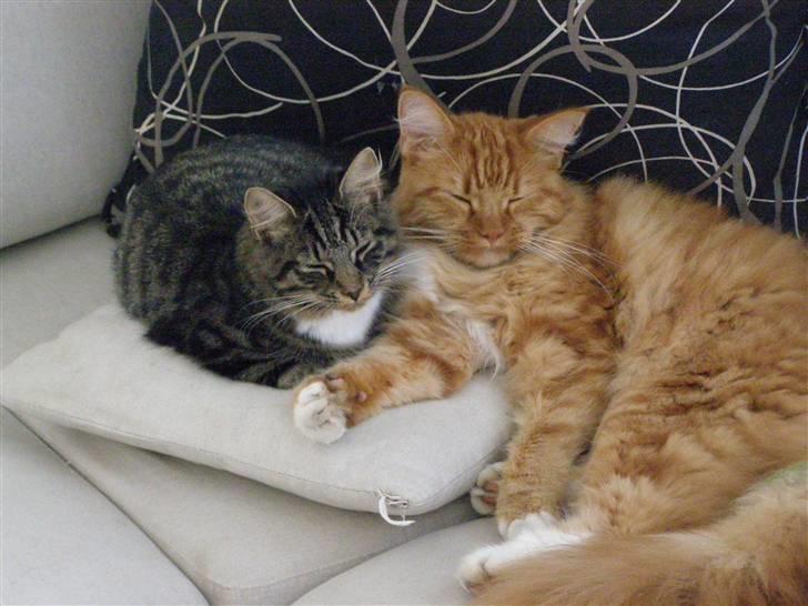 Maine Coon Balou billede 12