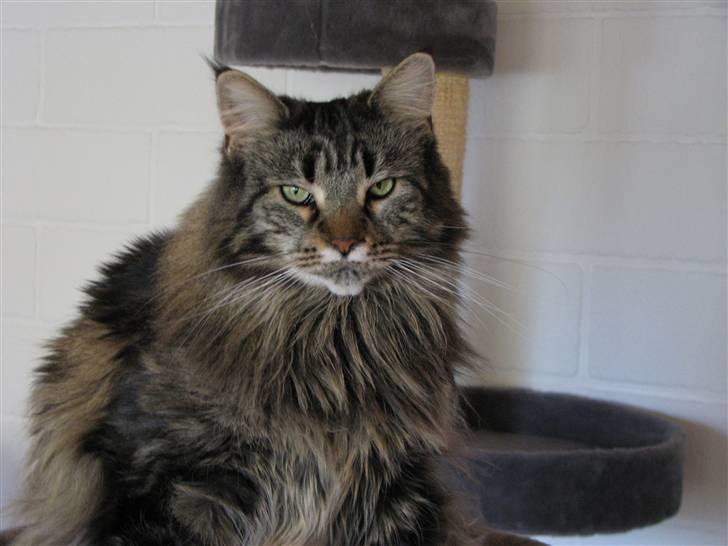 Maine Coon Gugger  Limosa billede 1