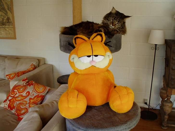 Maine Coon Gugger  Limosa - hvem er du...? billede 2