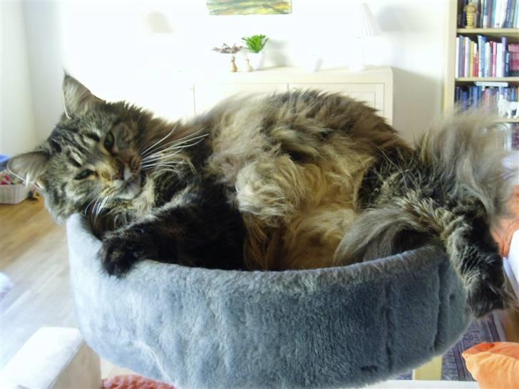 Maine Coon Gugger  Limosa billede 3