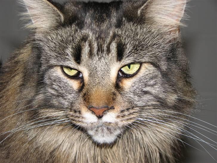 Maine Coon Gugger  Limosa billede 4