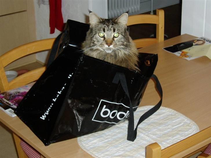 Maine Coon Gugger  Limosa billede 5