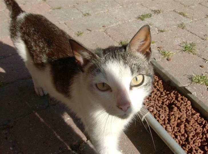 Huskat Tarzan billede 6