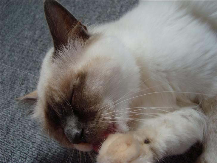 Hellig Birma ¨˜”°º•CISSE•º°”˜¨ - Vasketid billede 7