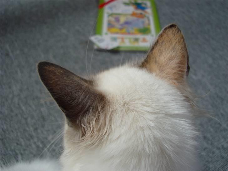 Hellig Birma ¨˜”°º•CISSE•º°”˜¨ - De fine øre.  billede 8