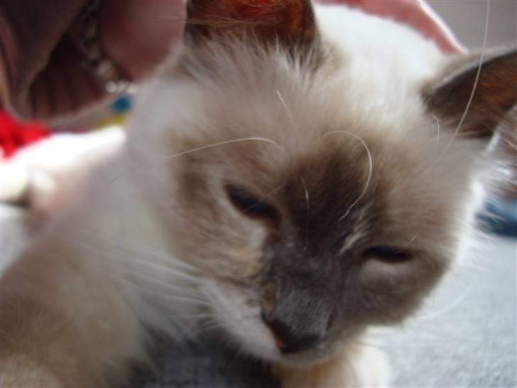 Hellig Birma ¨˜”°º•CISSE•º°”˜¨ billede 9