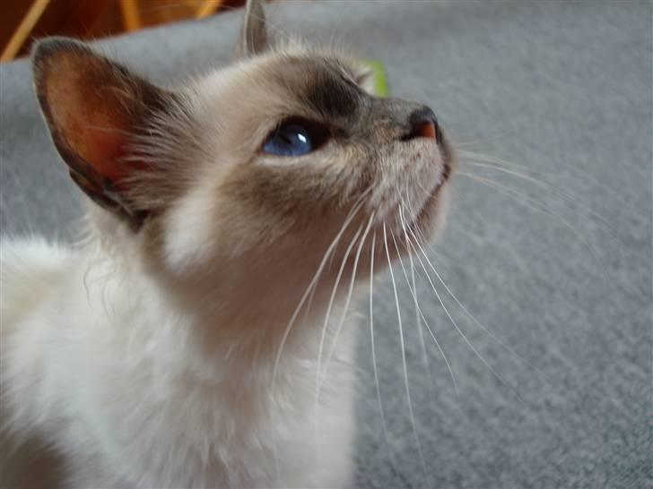 Hellig Birma ¨˜”°º•CISSE•º°”˜¨ billede 10