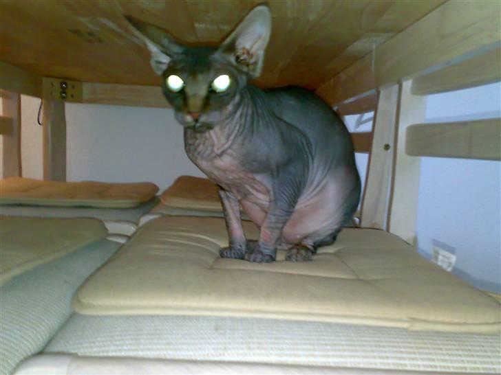 Sphynx Honny billede 1