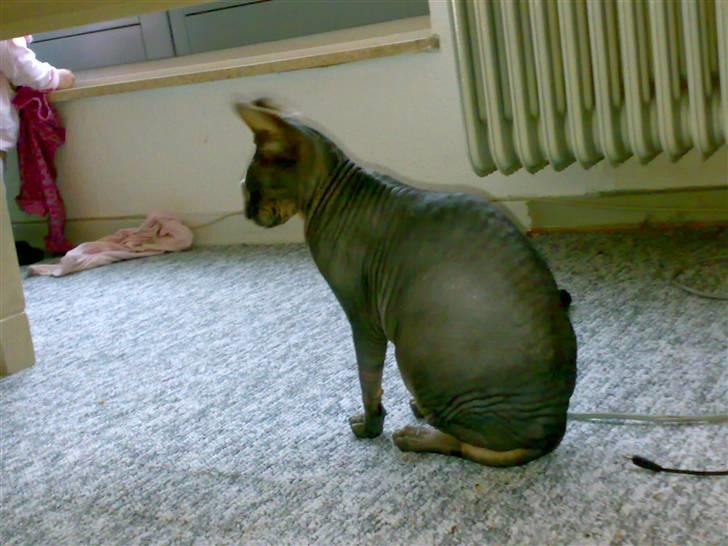 Sphynx Honny billede 2