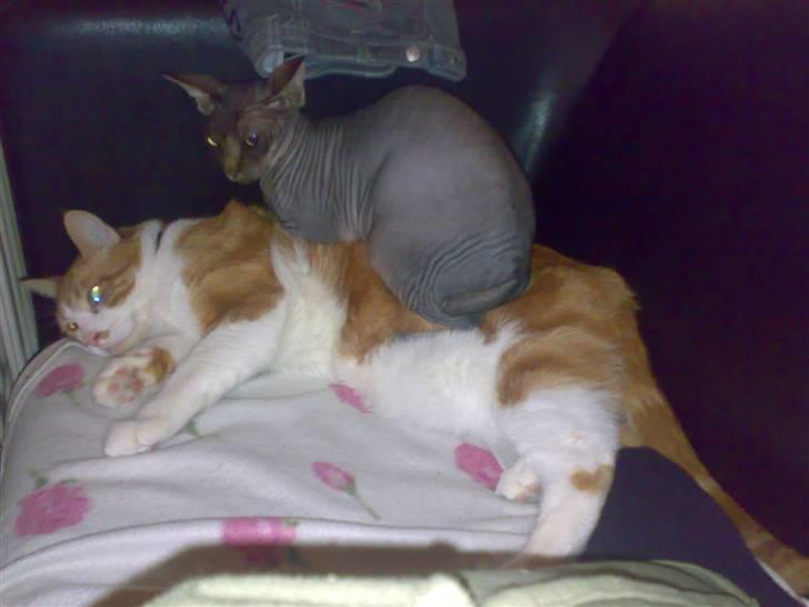 Sphynx Honny billede 3