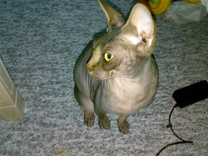Sphynx Honny billede 4