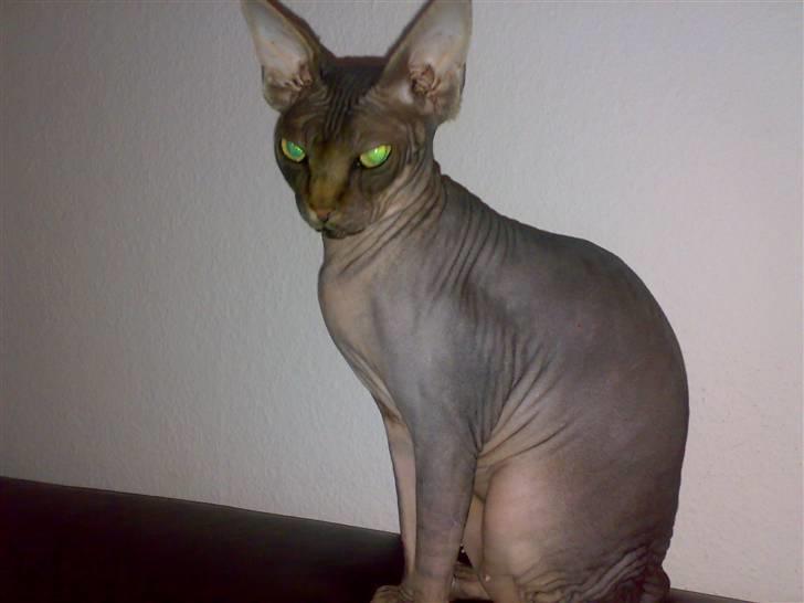 Sphynx Honny billede 5