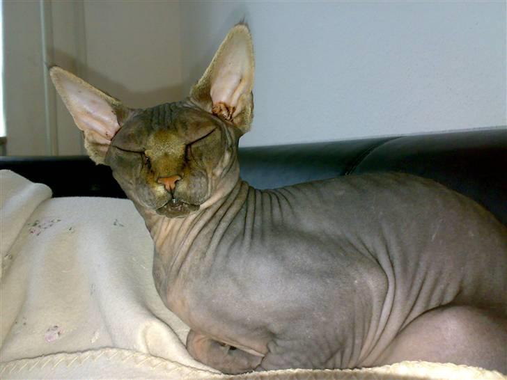Sphynx Honny billede 6