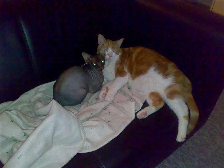 Sphynx Honny billede 7