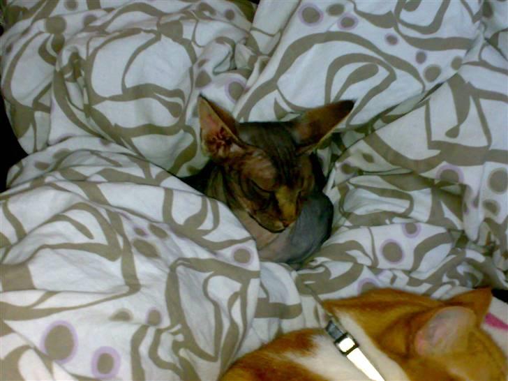 Sphynx Honny billede 8