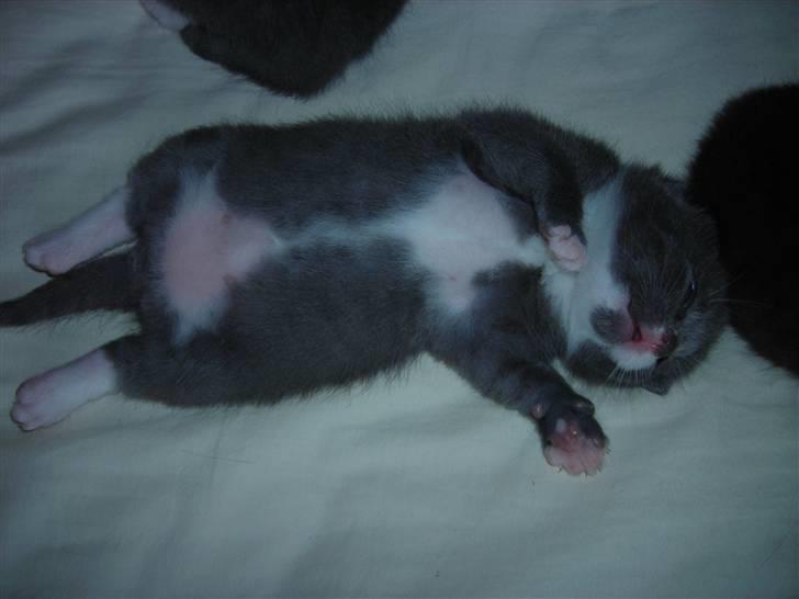 Huskat Bom billede 7