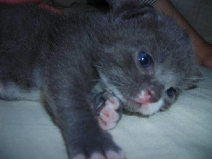 Huskat Bom billede 8