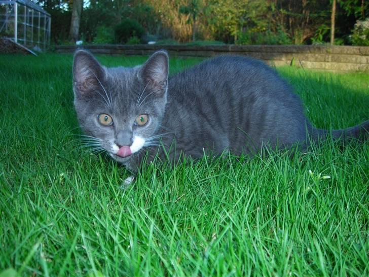 Huskat Bom billede 9