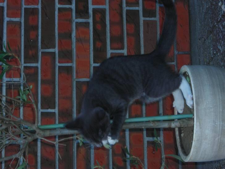 Huskat Bom billede 10