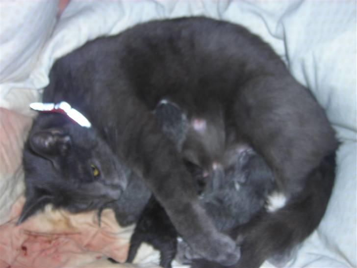 Huskat Mi  - MINE. billede 10