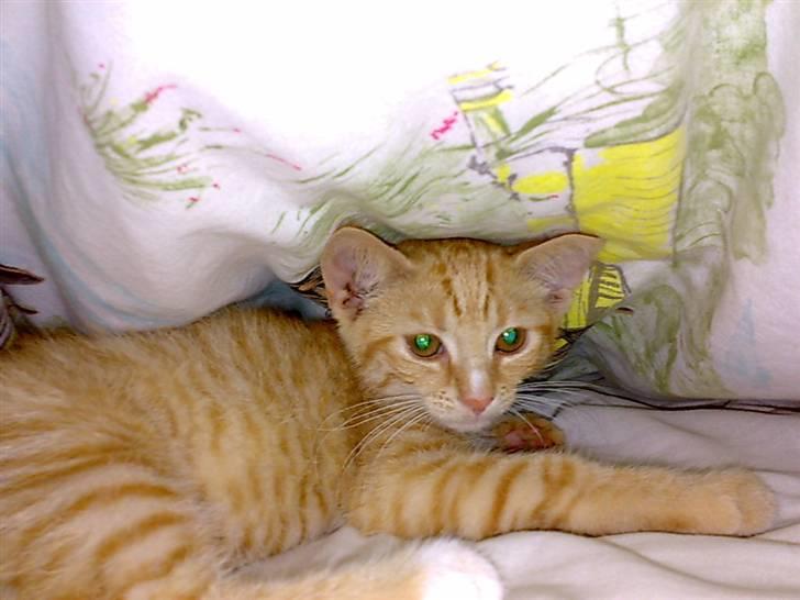 Huskat Garfild - det linger nok jeg hlder han inde heh men jeg så han gik der ind ig jeg løfted dynen og der lå han jo heh billede 5